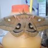 Lunar Moth Lunar Moth