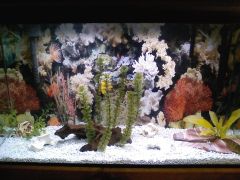 new fish tank