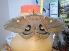 Lunar Moth