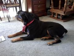 Dee Dee   RIP baby girl