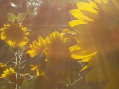 4x3sunflowers2011400x300