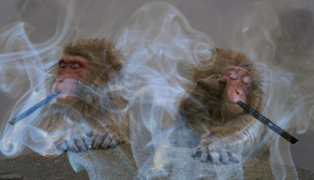 vapingmonkeys.thumb.jpg.552a50074864b893